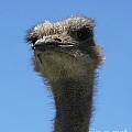 angry emu