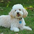 barking poodle