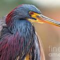 Multi Colored Heron