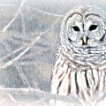 Owl In Winter by WBK