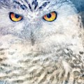 Snowy Owl by WBK